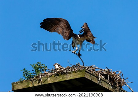 The western osprey (Pandion haliaetus) . The female brings a tree branch to the nest
