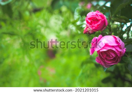 concept, garden and rosebush with pink roses, with blurred foreground Royalty-Free Stock Photo #2021201015