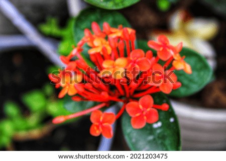 Defocus abstract background  on flower
