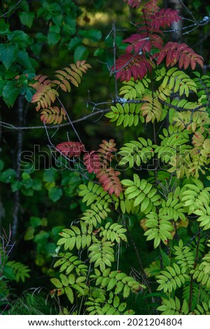 The breath of autumn. Red leaves of mountain ash close-up on the background of still green leaves.