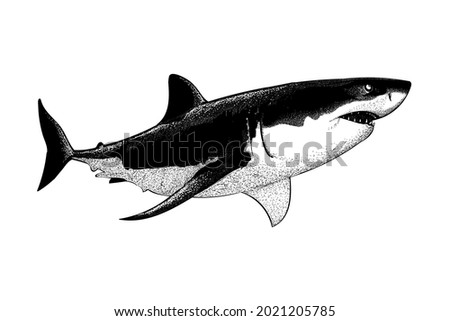 white shark vector drawing illustration. vector isolated element on the white background