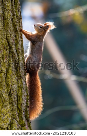 The Eurasian red squirrel (Sciurus vulgaris) in its natural habitat in the autumn forest. Portrait of a squirrel close up. The forest is full of rich warm colors. Royalty-Free Stock Photo #2021210183