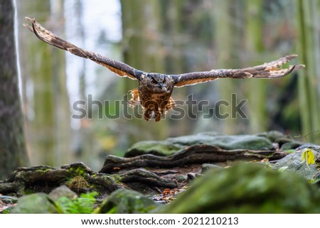 The Eurasian eagle-owl (Bubo bubo) flying in a beautiful autumn forest for its prey. Owl on the hunt.