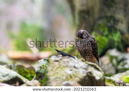 The peregrine falcon (Falco peregrinus) sitting in a forest on a stone and looking out for its prey. Autumn forest.