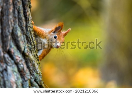 The Eurasian red squirrel (Sciurus vulgaris) in its natural habitat in the autumn forest. Portrait of a squirrel close up. The forest is full of rich warm colors. Royalty-Free Stock Photo #2021210366