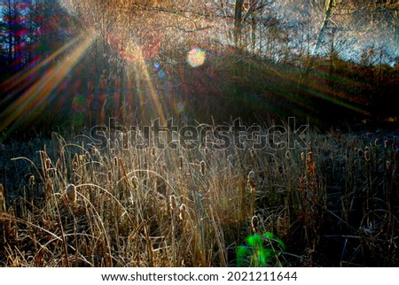 A magical misty marshland. Textured layered photograph with creative colors evokes a shamanic outdoor theme. Beautiful lens flare of early morning emits a love of nature. Royalty-Free Stock Photo #2021211644