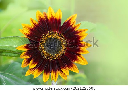 Moulin Rouge Sunflower growing in a field. Yellow and dark red sunflower. Natural sunflower background. Royalty-Free Stock Photo #2021223503