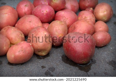 Raw baby new potatoes  on a large stone slab . Eco - products. Potatoes in pink skins.