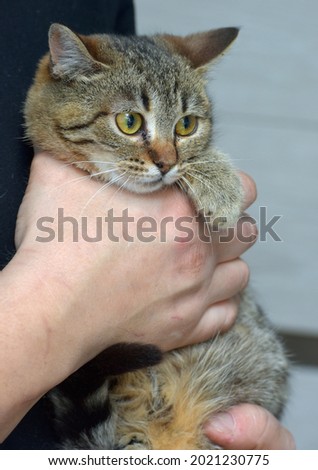 cute little tabby cat with expressive eyes on her arms