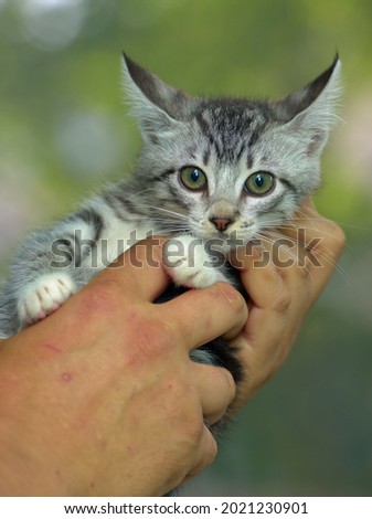 cute gray with white tabby kitten in hands