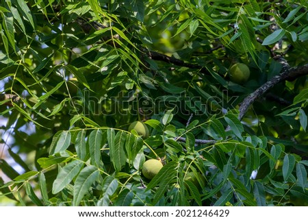  The eastern American black walnut (Juglans n...a ) is native to North America.