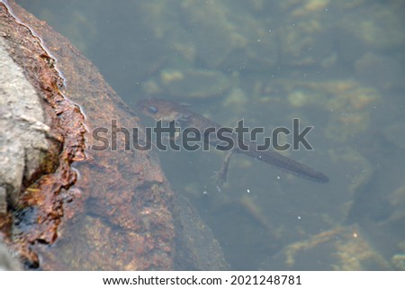 A juvenile northwestern salamander underwater on the edge of a rock wall