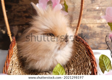 Fluffy bunny in pink colors. Elegant, festive, Easter picture.