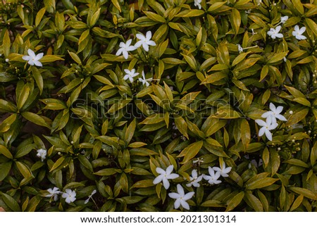 top view photo of jasmine flower with pattern