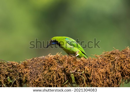 A Jerdon's leaf bird sitting on a beautiful perch and feeding on fruits on the outskirts of Madikeri, 