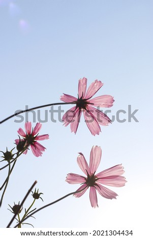 close-up of cosmos flower in nature whith overexposure