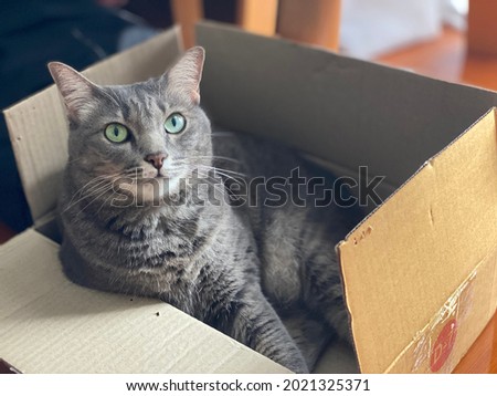 Asian cat in a delivery box.