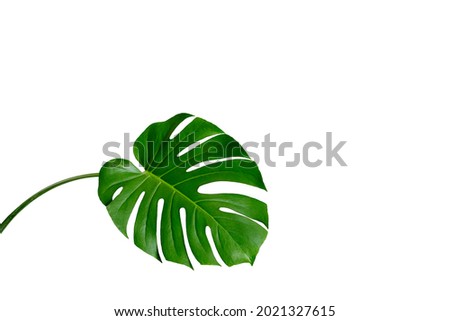 Close-up leaf Monstera deliciosa or Swiss cheese plant on a white background. Stylish and minimalist urban jungle interior. Empty white wall and copy space Royalty-Free Stock Photo #2021327615