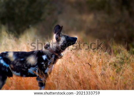 African wild dog sniffing for prey early in the morning