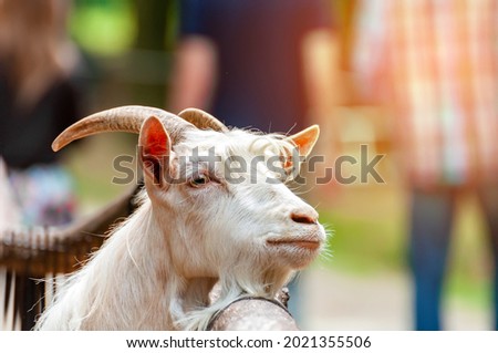 Portait of a goat with people in the background.
