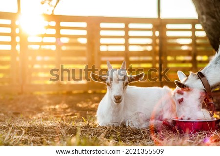 View on the goats on a summer day during the sunset in the backyard.