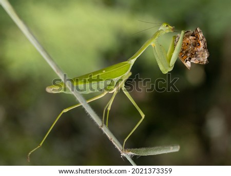 Predator Grasshopper feed his insect as natural  prey.
Yellow Colibri bird feeding her chick sitting at flower brach.