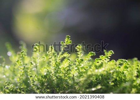 Selective focus fern on the rock with green moss bright foliage, moss closeup, macro. Beautiful background of moss for wallpaper.