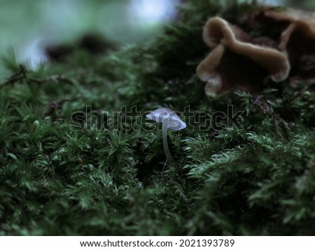 Small mushroom of white color on the background of forest fauna and moss in the macro close-up.