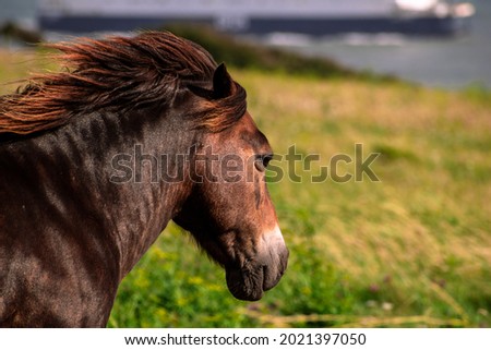 A horse looking at the sea