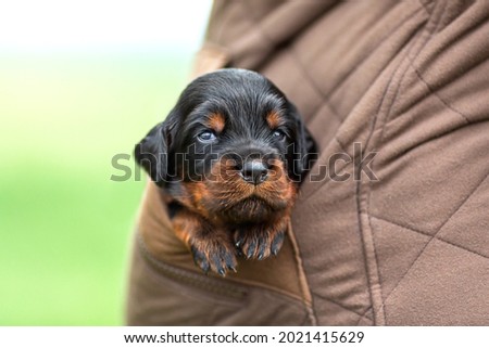 Scottish Setter Puppy Sits in His Pocket. High quality photo Royalty-Free Stock Photo #2021415629