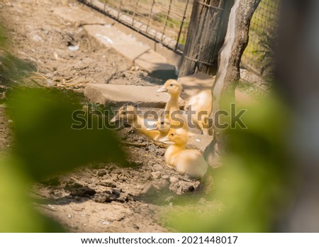 small yellow chicks in the countryside