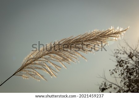 Flowers grass blurred bokeh with light background