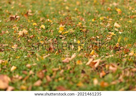 Fallen autumn maple leaves over green grass.