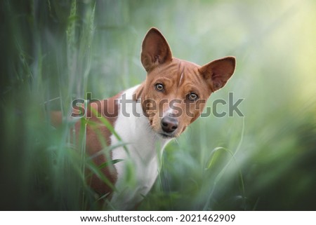 Close-up portrait of funny female red Basenji sitting in a field of ripening wheat on a bright sunny day against the background of a summer landscape Royalty-Free Stock Photo #2021462909
