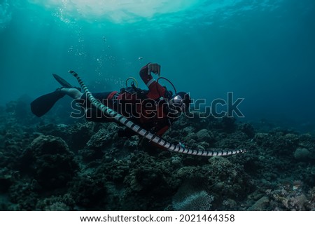 a rescuer taking a photo with a sea snake (moment of steps) manado location north sulawesi - indonesian (06 december 2020)