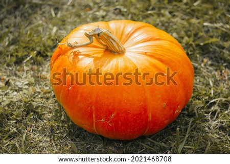 Autumn seasonal vegetables: Pumpkin lying on the grass