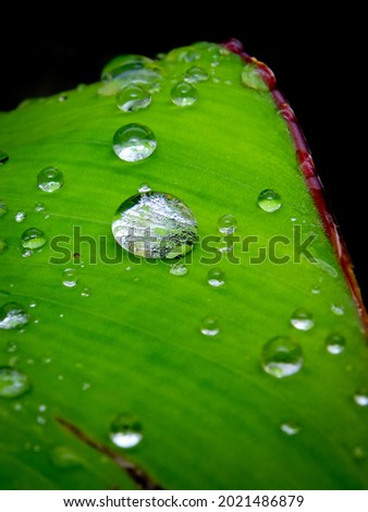 dew drop on a banana leaves 