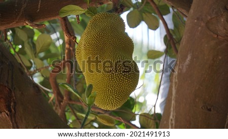 Jackfruit ready to be plucked from tree