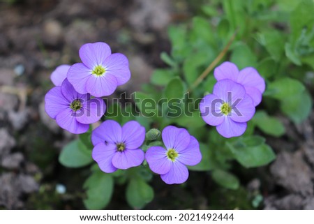 Light blue color Aubrieta Axcent Light Blue flowers in a garden in June 2021. Idea for postcards, greetings, invitations, posters and Birthday decoration, background