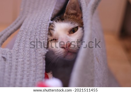 Domestic cat looking confortable inside a bag of clothes