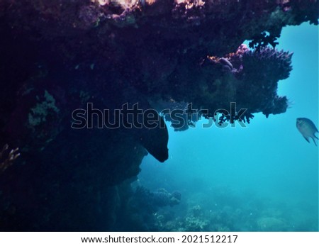 The giant moray Gymnothorax javanicus is a species of moray eel and a species of marine fish in the family Muraenidae. specimen peeking from under the coral reef