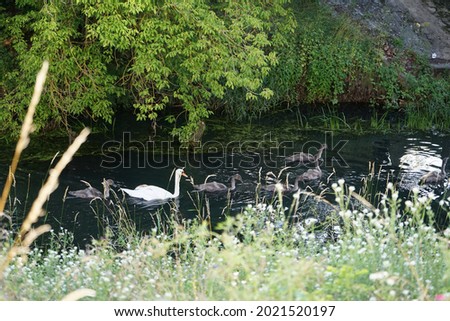 A family of white swans floats on the Wuhle River in July. Marzahn-Hellersdorf, Berlin, Germany