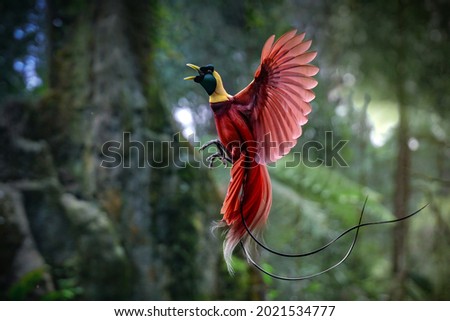 The Beauty of the bird of paradise - Cendrawasih Royalty-Free Stock Photo #2021534777