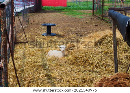 Sheep sitting in a pile of hay on a farm