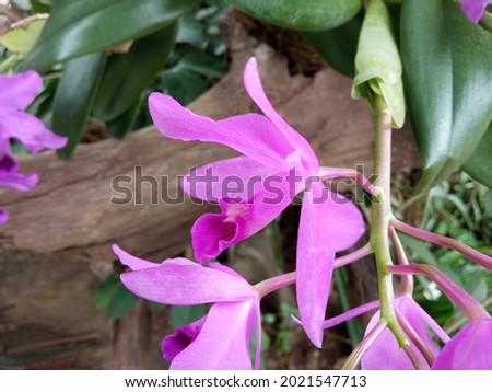 Close up of violet color orchid (phalaenopsis) flower bloom on tree blurred background for stock photo or design, outdoor summer plants