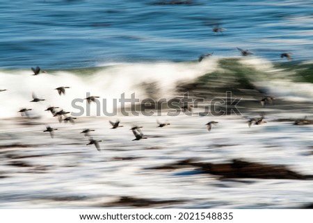 a large swarm of water birds shot at a slow shutter speed