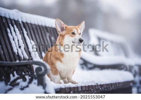 A cute male pembroke welsh corgi with big ears sitting on a snow-covered wooden and metal bench and looking away against the backdrop of a frosty winter cityscape