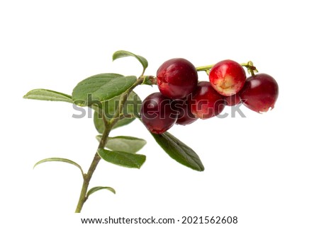 Red cranberry berry with green leaves isolated on a white background. Royalty-Free Stock Photo #2021562608