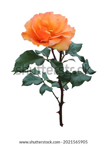 Beautiful orange rose flower isolated on white background. Natural floral background. Floral design element Royalty-Free Stock Photo #2021565905