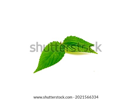 Young branches of Jute mallow leaf isolated on white background. Homegrown red Molokhia, Corchorus olitorius or Egyptian Spinach leaves with clipping path and copy space.
